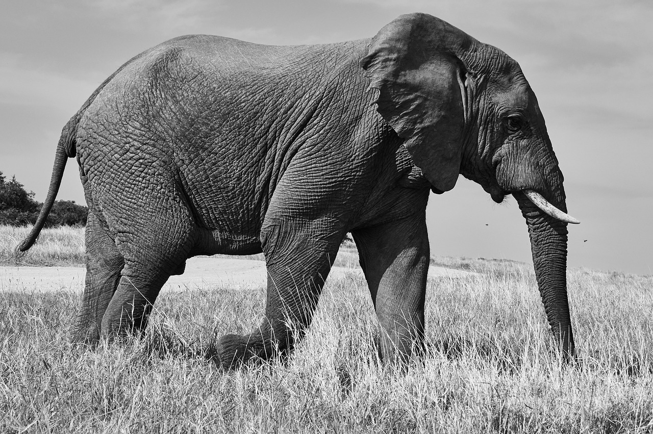 Safety Tips for Wildlife Photographers